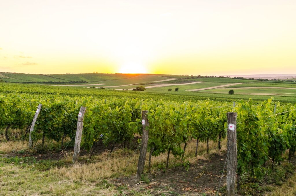 Captivating sunset over lush vineyards in Golčův Jeníkov, Czechia, showcasing natural beauty and tranquility.