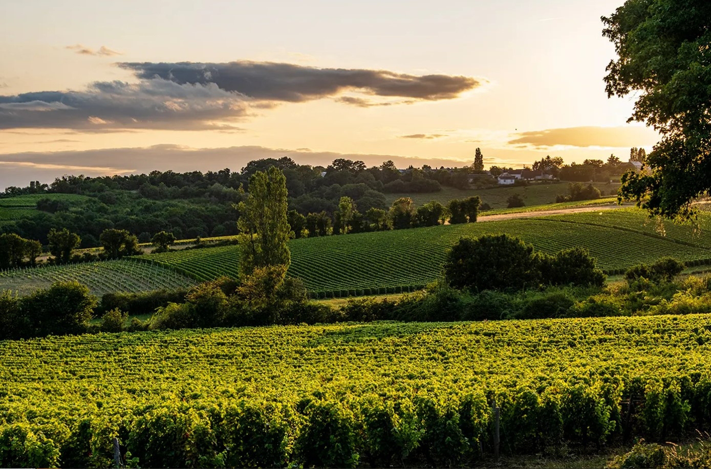 Domaine Alexandre Belleville